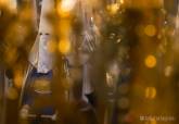 Procesi�n de las Promesas de la Virgen de la Piedad, Lunes Santo 2026