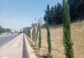 Plantaci�n en el talud de la Barriada Virgen de la Caridad